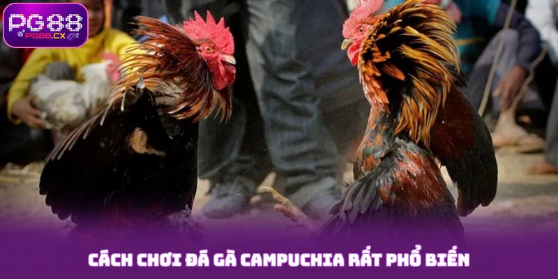 Cách chơi đá gà Campuchia PG88 phổ biến nhất