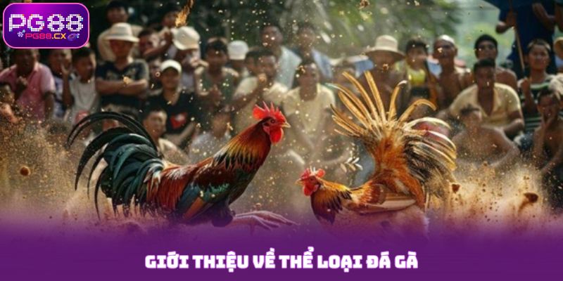 Giới thiệu về thể loại chọi gà PG88